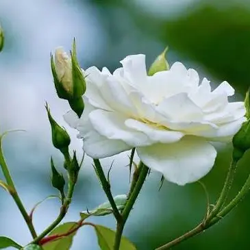 Profile image of 백련