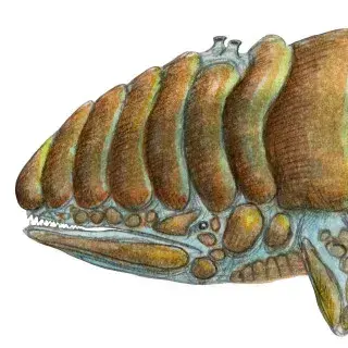 Profile image of 스켈융어