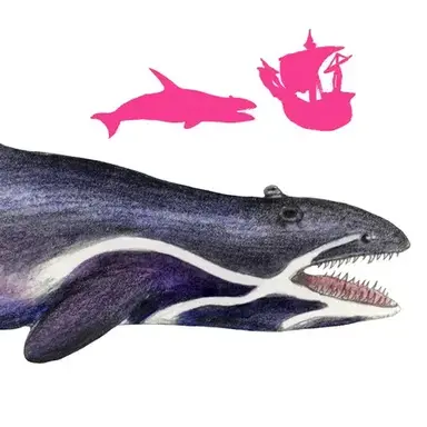 Profile image of 타우마피스쿠르