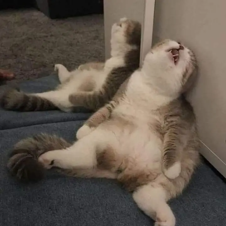 Goodnight_coolcat의 .