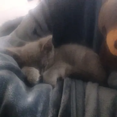 Profile image of Trans user