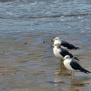 Profile image of 여우