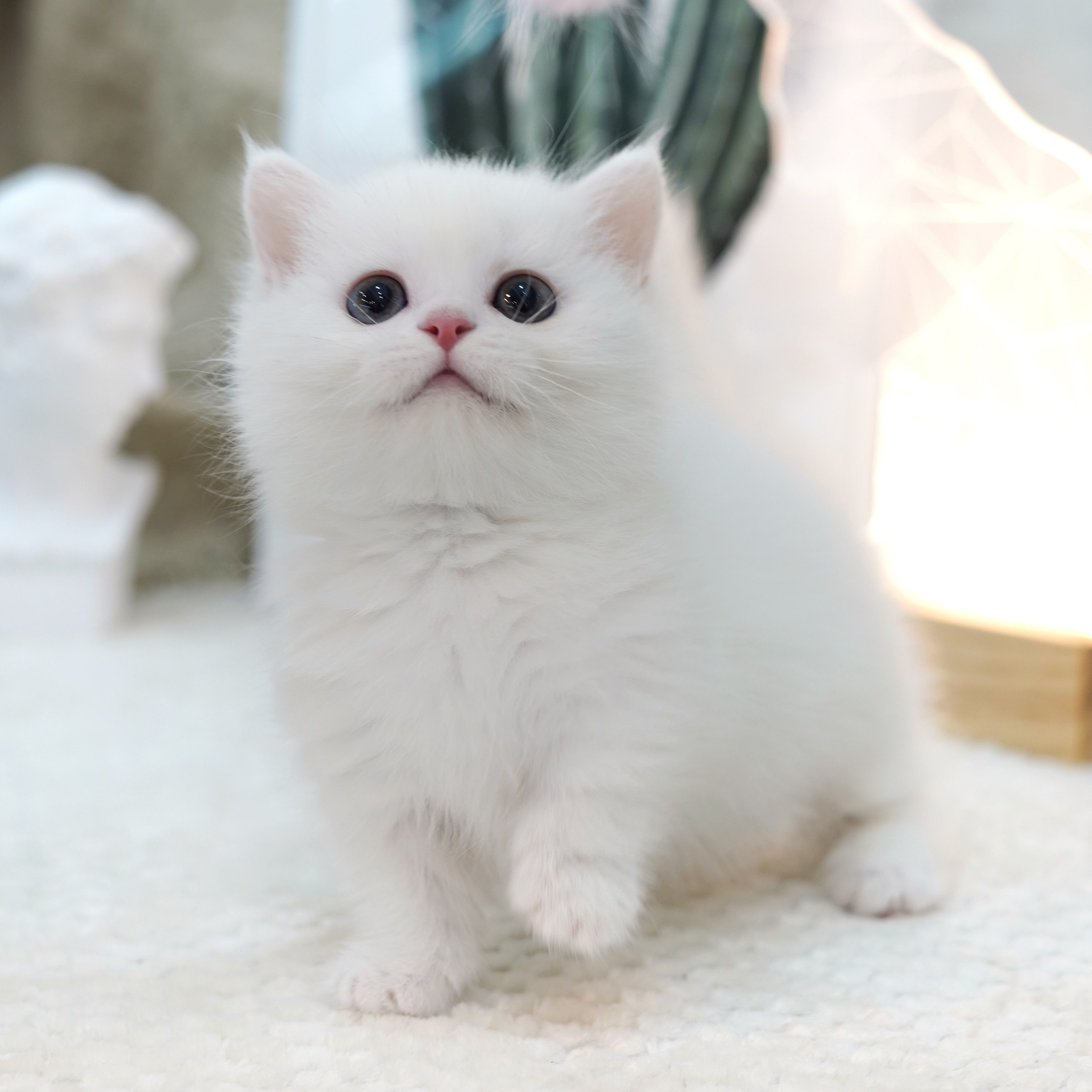 설이 대표 이미지