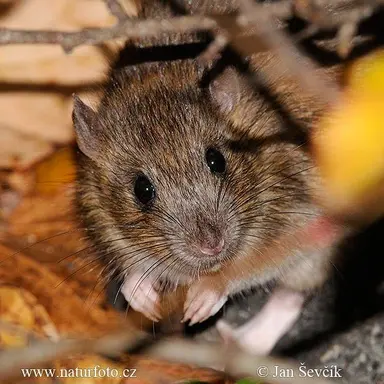 Profile image of 여우