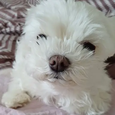 Profile image of 강쥐