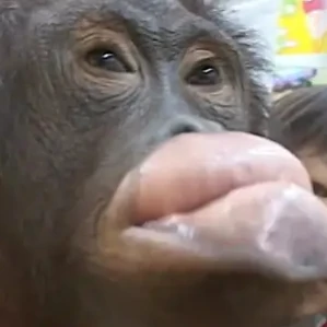 오랑우탄