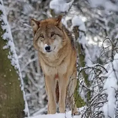 Profile image of 늑대