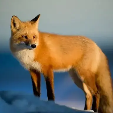 Profile image of 여우