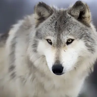 Profile image of 늑대