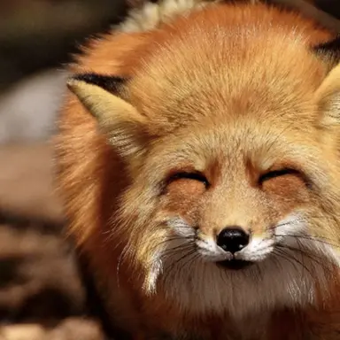 Profile image of 여우