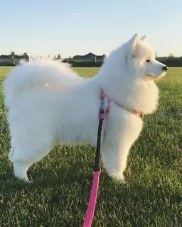 Profile image of Luna
