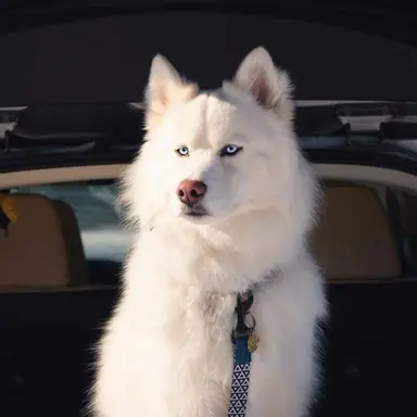 Profile image of Luna