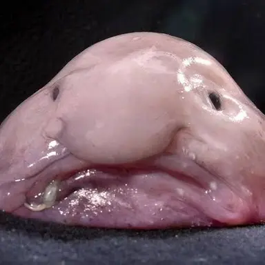Profile image of ムキチョン