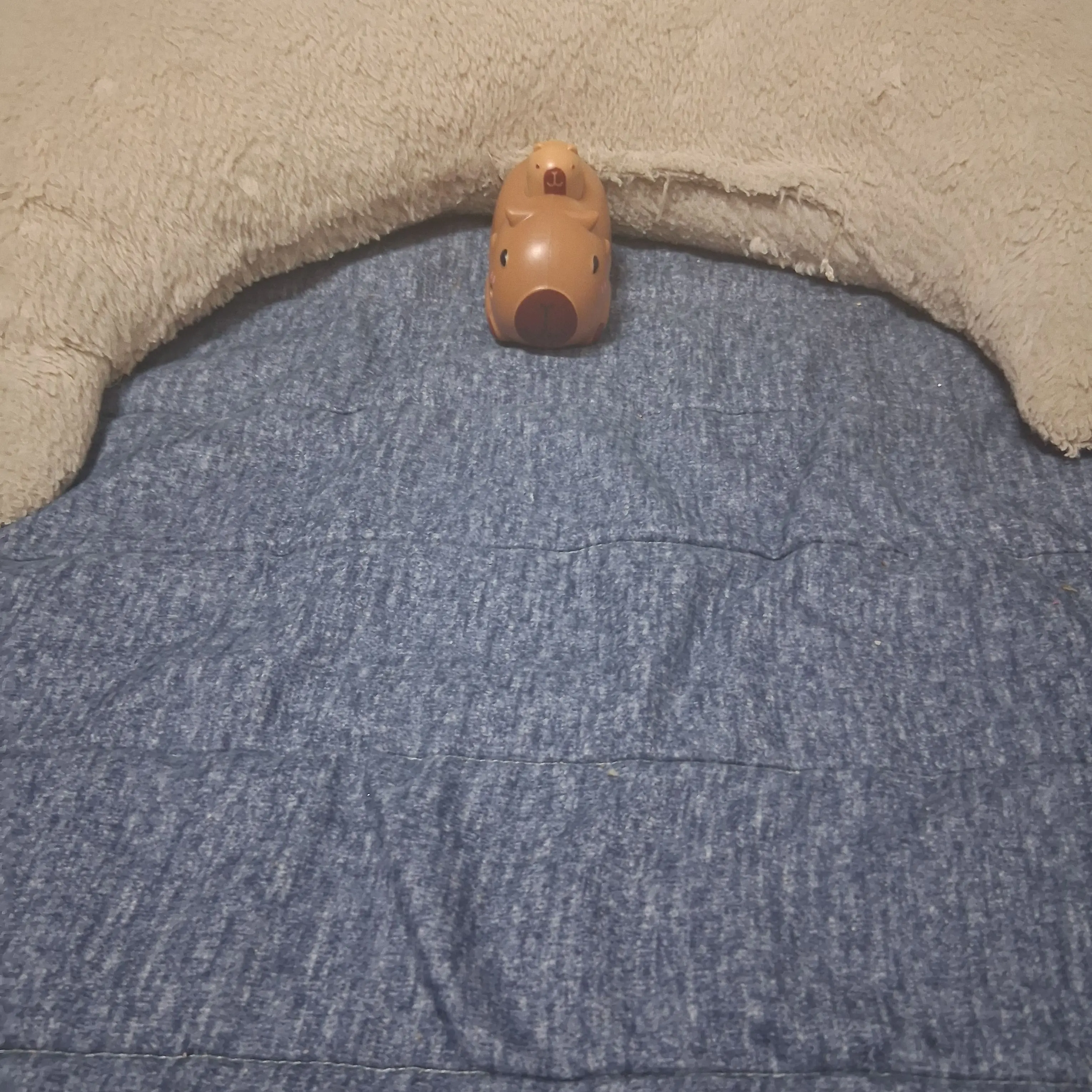 HumidSpice1390의 침대가 좋은 카피바라 인간