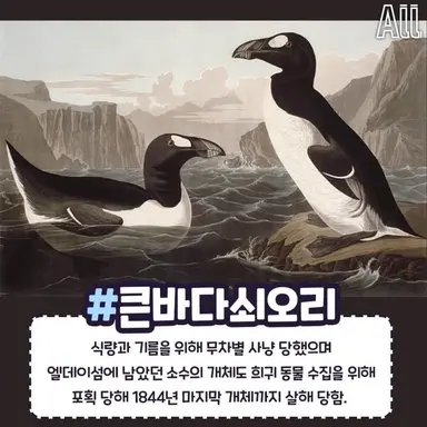Profile image of 큰바다쇠오리