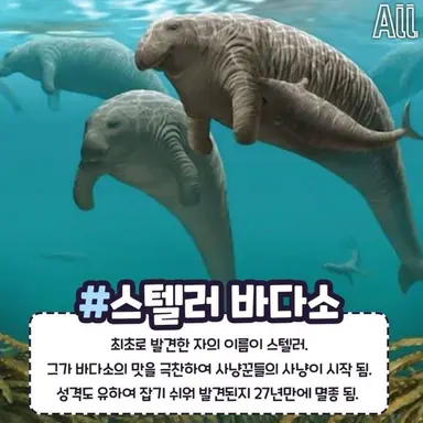 Profile image of 스텔러바다소