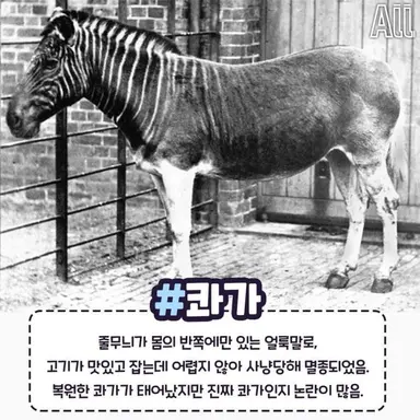 Profile image of 콰가