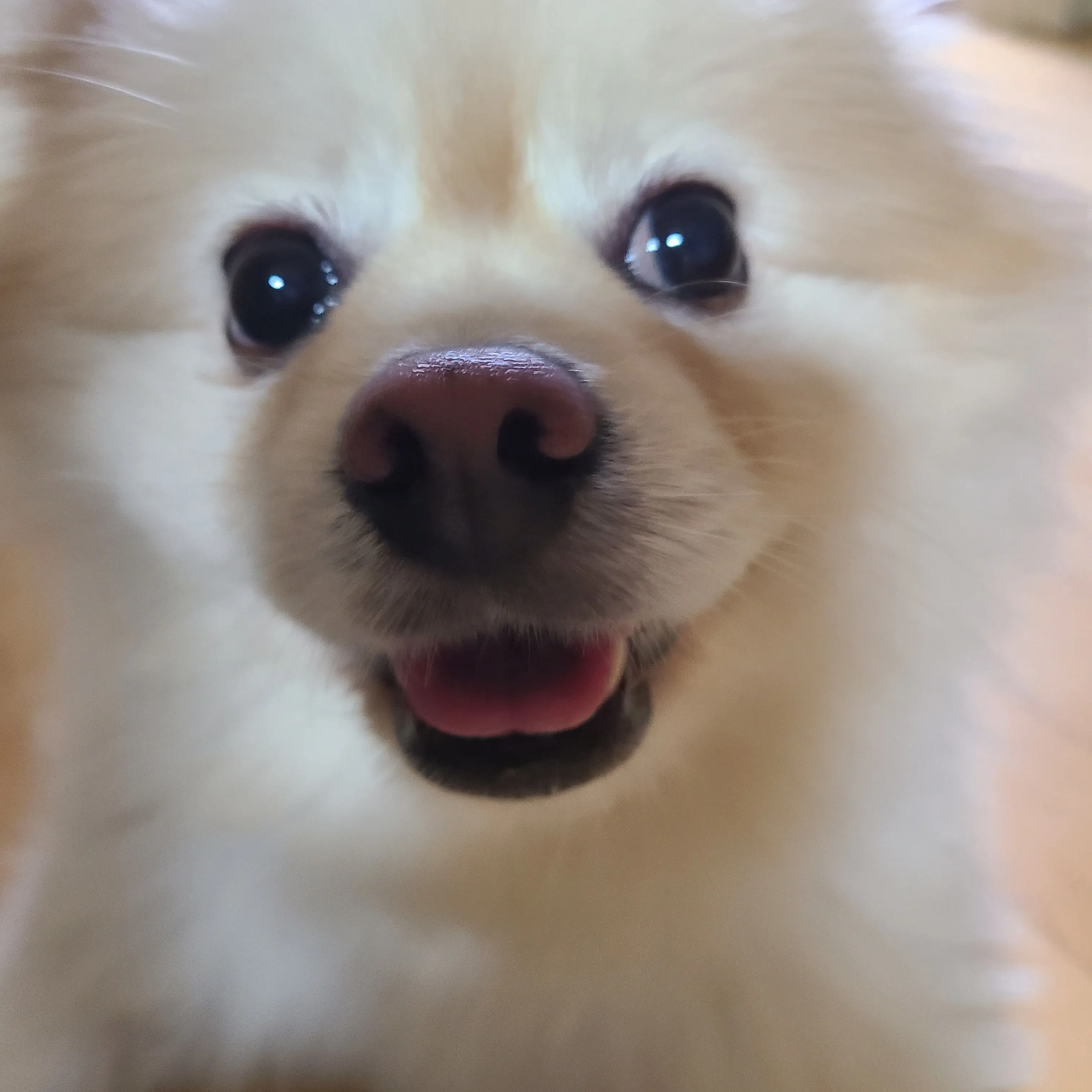 DaftlyPetal1326의 유트버