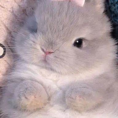 Profile image of ホップス