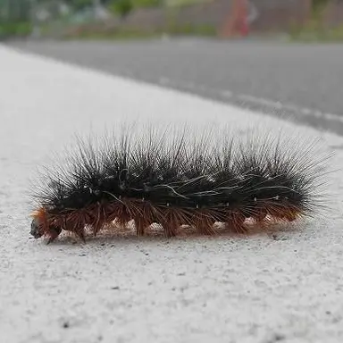 Profile image of けむし