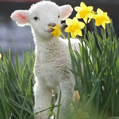 Profile image of 디온