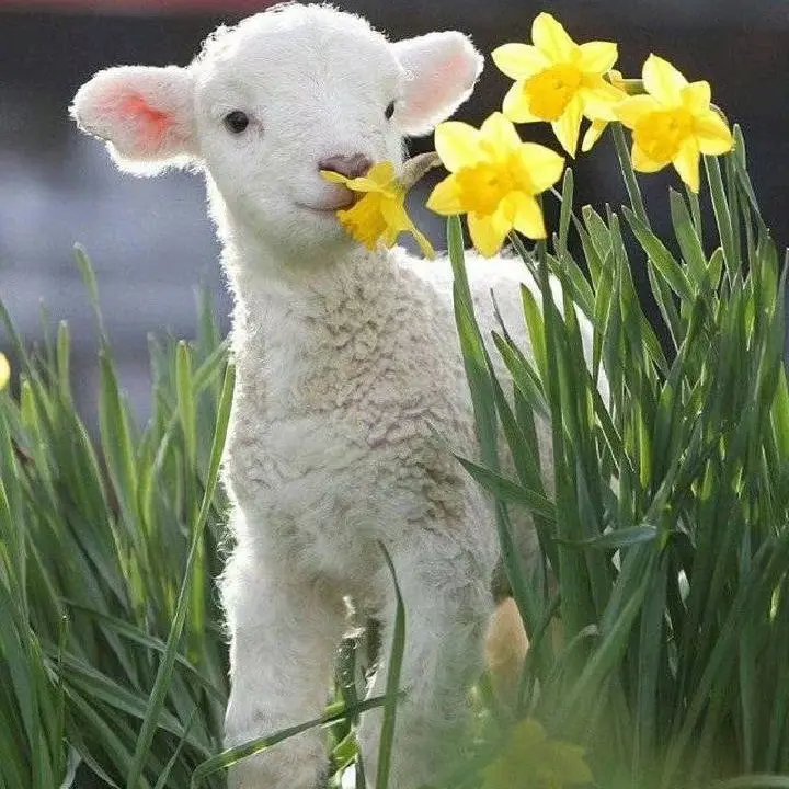 Oo0ioo0O의 디오니소스