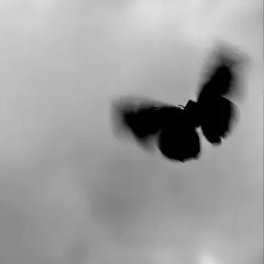 Profile image of 권 안