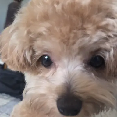 Profile image of 채스터