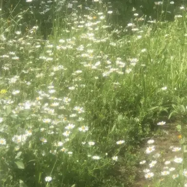 Profile image of 공룡