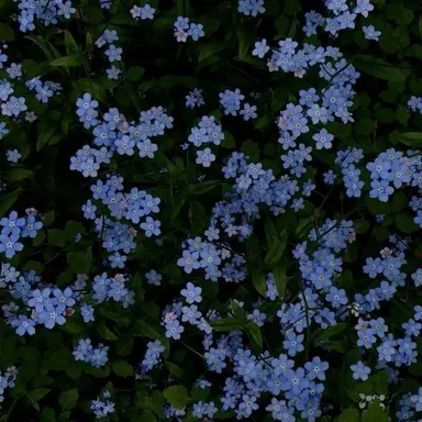 Profile image of 윤정한