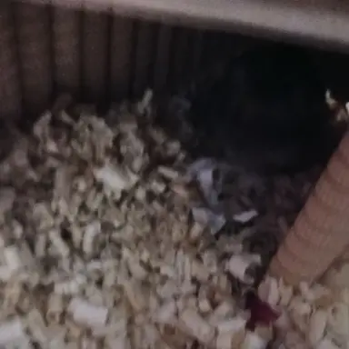 Profile image of 여우