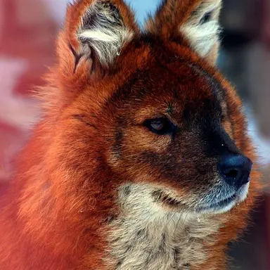 Profile image of 텐즈 슈이츠