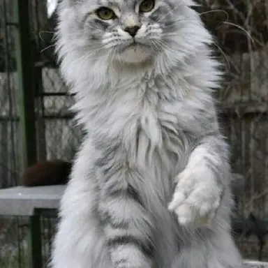 Profile image of 아키라 쇼지