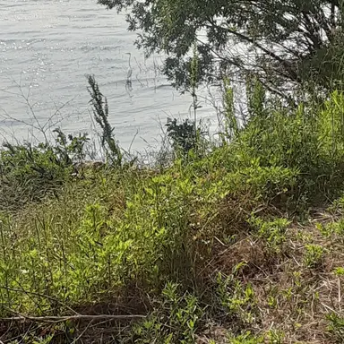 Profile image of 당소소