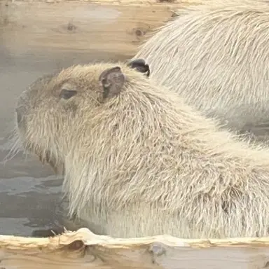 Profile image of アンシン