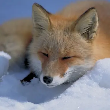 Profile image of 여우