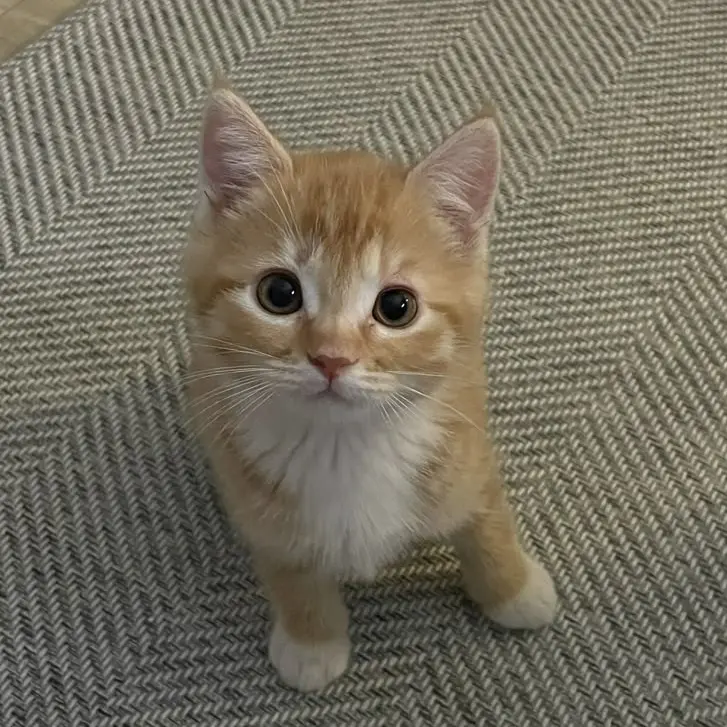 D.en의 말하는 고양이