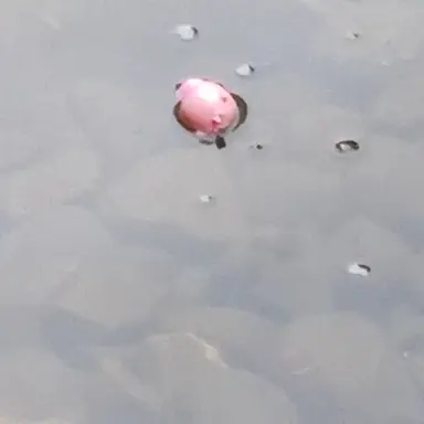 Profile image of 여우