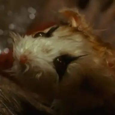 Profile image of 스네코쓰리