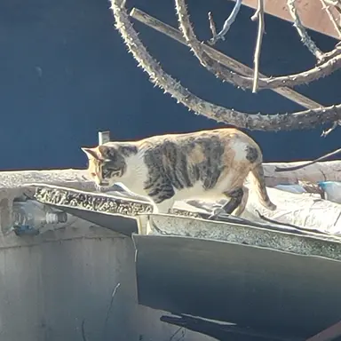 Profile image of 여우