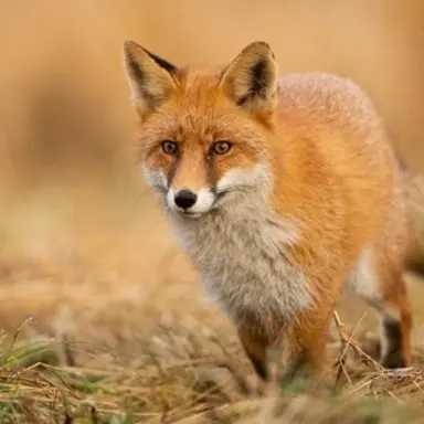 Profile image of 여우