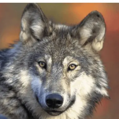 Profile image of 늑대