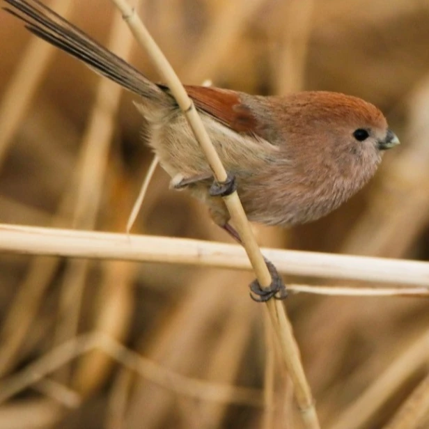 붉은머리오목눈이