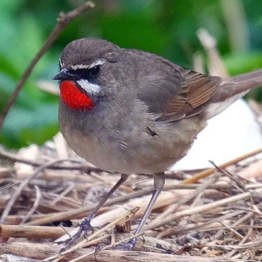 AngstyDune3430의 숲 탐조