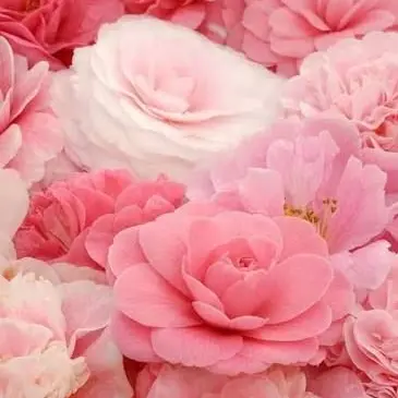 Profile image of 佐野勇斗