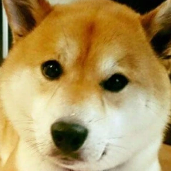 시바견 리더