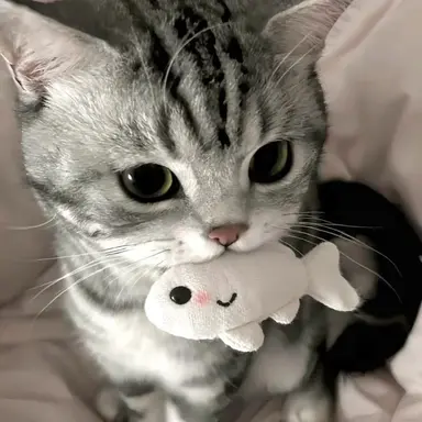 Profile image of へうぉん