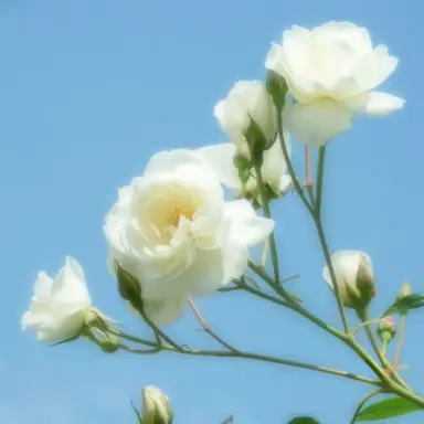 Profile image of ボドカ