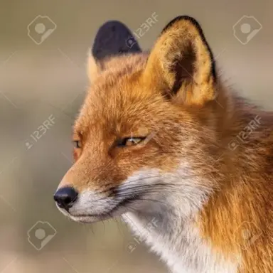 Profile image of 여우