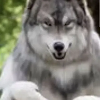 Profile image of 늑대
